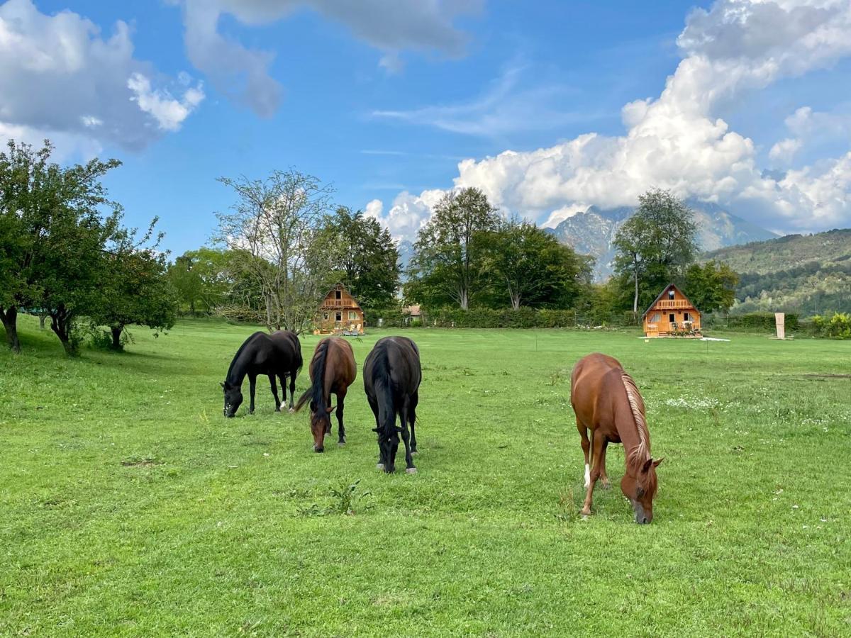 Agri Camp Dolomiti Lägenhet Belluno Exteriör bild